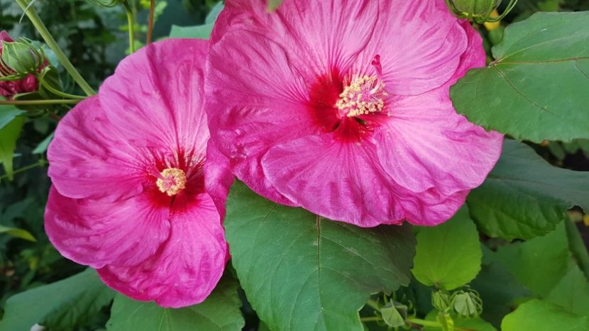 2F9D6784-5505-4948-926C-C3874AABF516 - Colectie Hibiscus Moscheutos