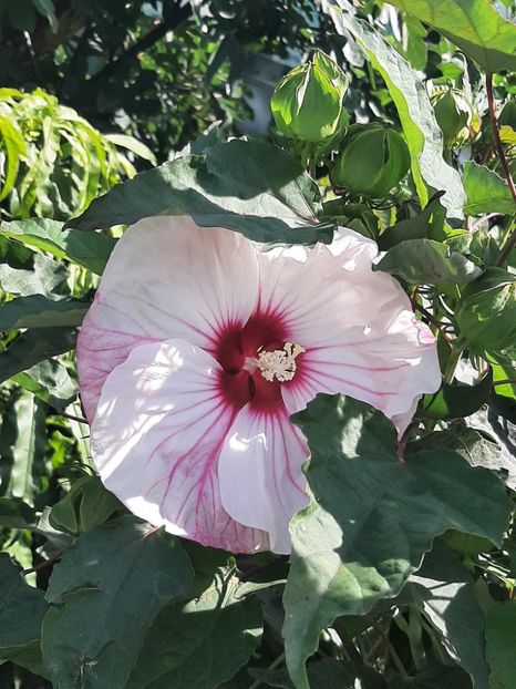 FFA31A9A-6E23-4C83-B088-950D83FB88A9 - Colectie Hibiscus Moscheutos