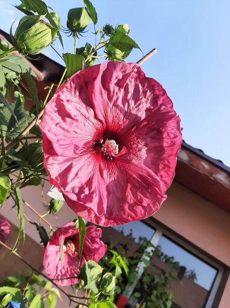 C589CC53-3785-4689-9150-66BC5BAD815B - Colectie Hibiscus Moscheutos