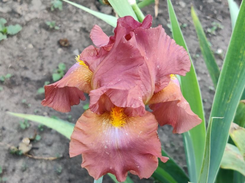 Chippendale - Iris germanica_barbosi