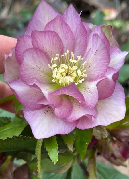 3175B98A-5313-4D2F-8A1B-A7595D4065D9 - Spanz 2017 2023 2024