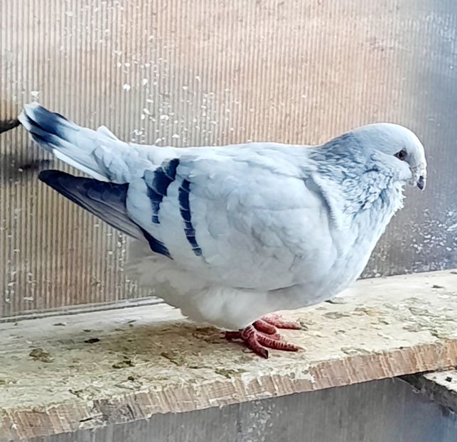  - MASCULI MATCĂ 2023