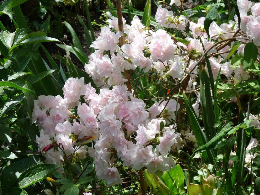  - Azalee si Rhododendroni