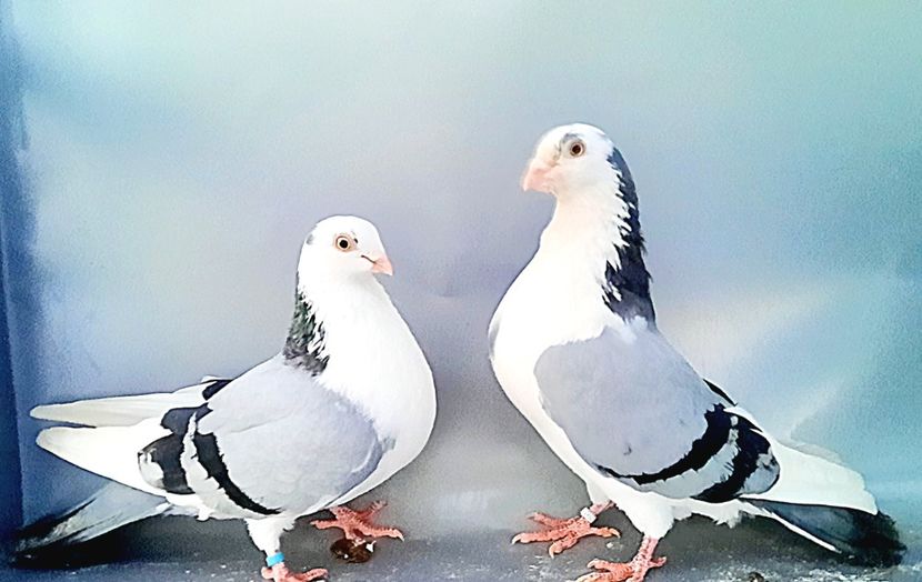 perechea  59 - B - Perechi 2023