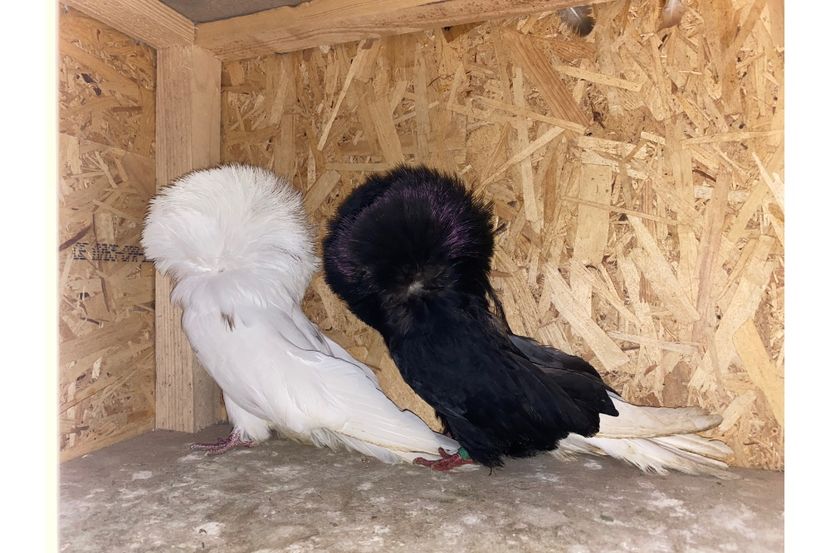 Pereche 1 mascul 2017,femela 2018 - Maria Stuart matca 2023