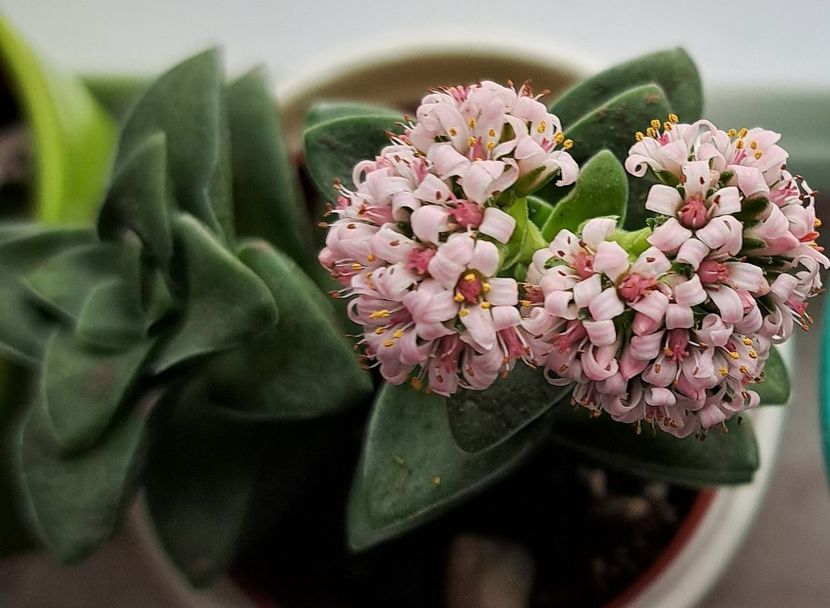 Crassula - Cactusi si suculente