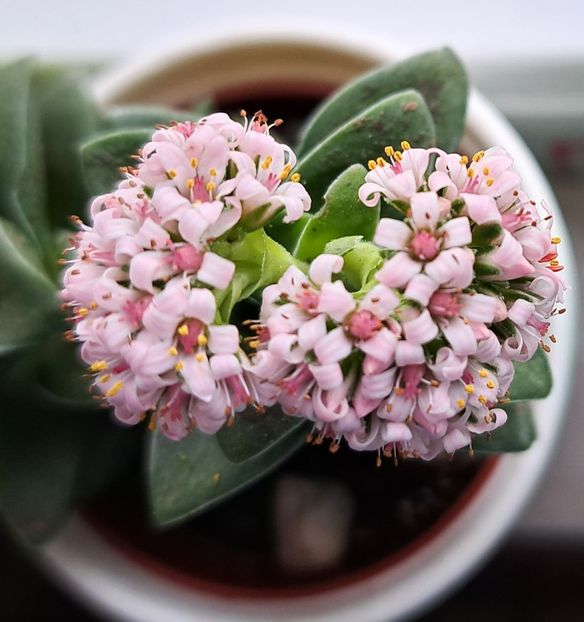  - Cactusi si suculente