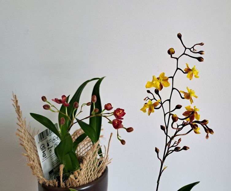  - Oncidium