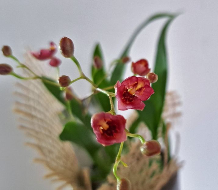  - Oncidium