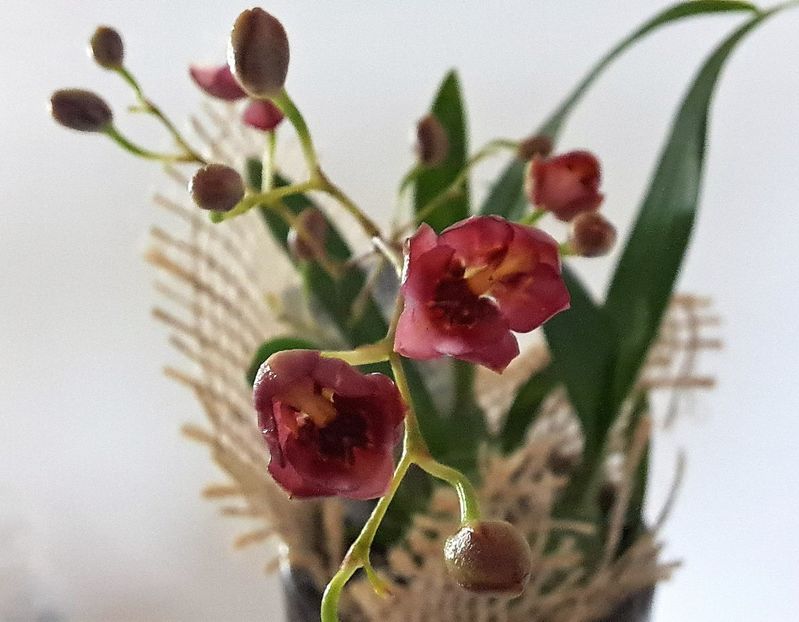  - Oncidium