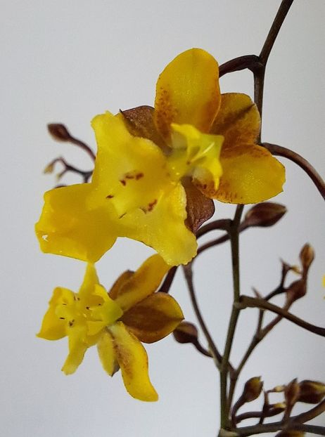 - Oncidium
