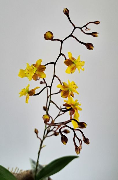  - Oncidium