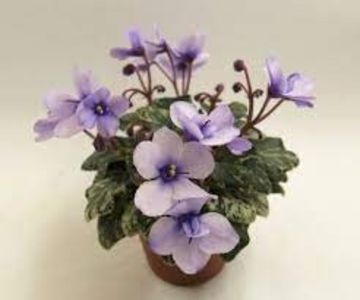 Smitten Kitten - Smitten Kitten