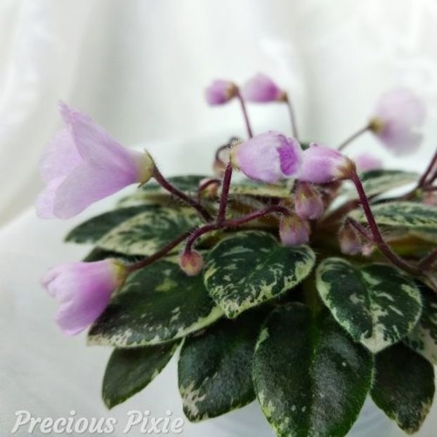 Precious Pixie - Precious Pixie