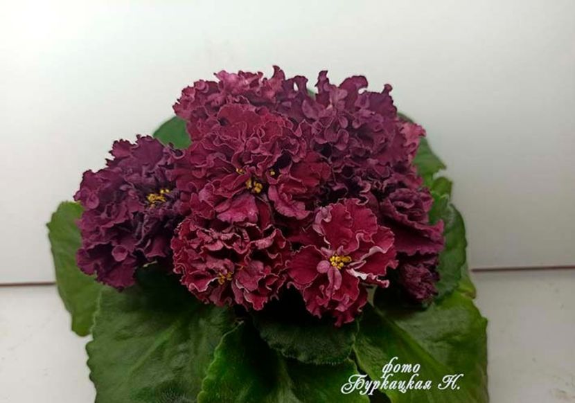 foto internet - BR Krasnaya Roza