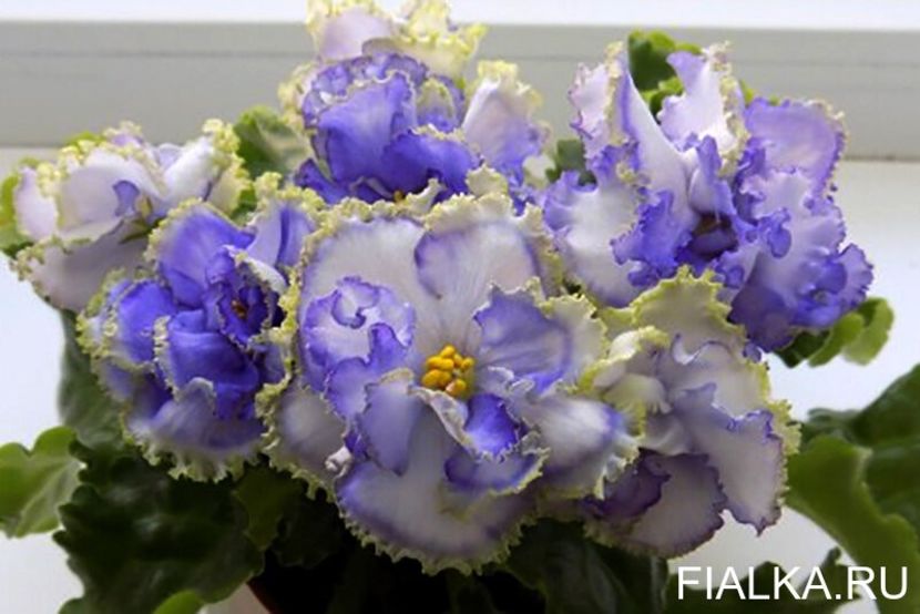 foto internet - Alen Electric Blue