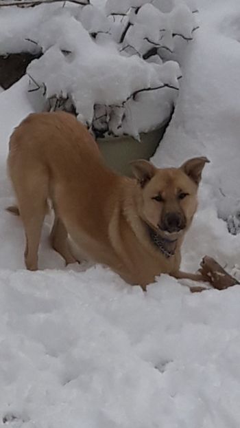 Screenshot_20230205-145440_Gallery - Codiță-Cody -Coco