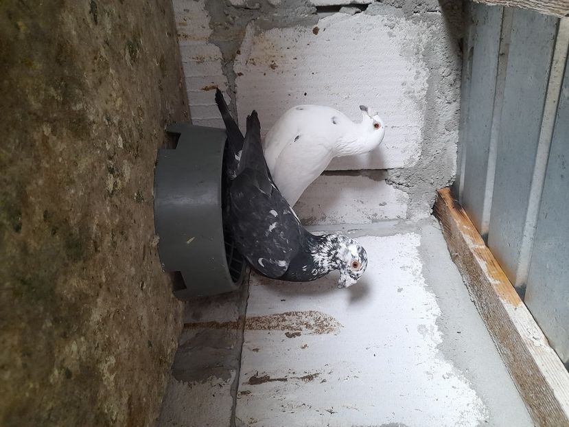  - Perechi italieni 2023