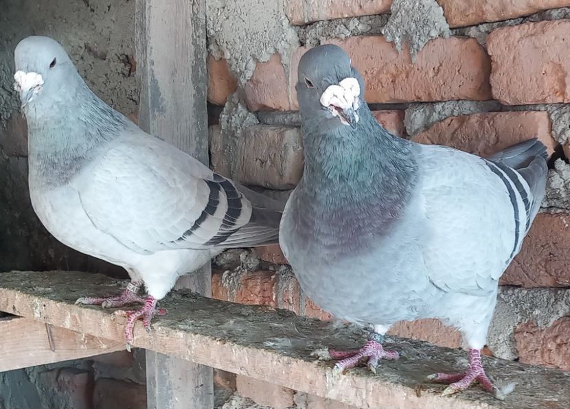  - Porumbei standard și vrdf 2022