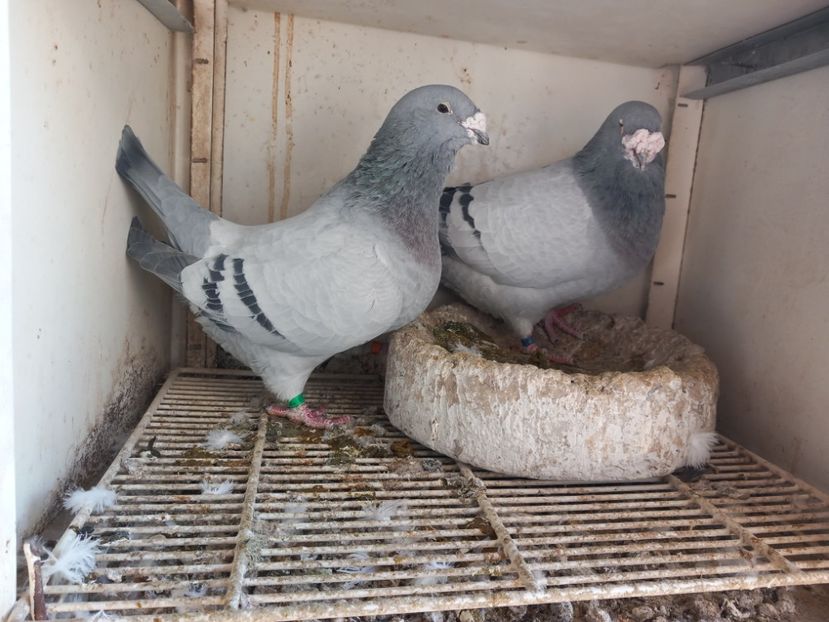  - Porumbei standard și vrdf 2022