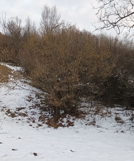 Ador alunele! - Frumusețea pădurii în orice anotimp