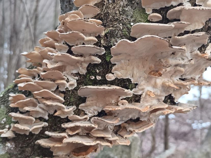  - Frumusețea pădurii în orice anotimp