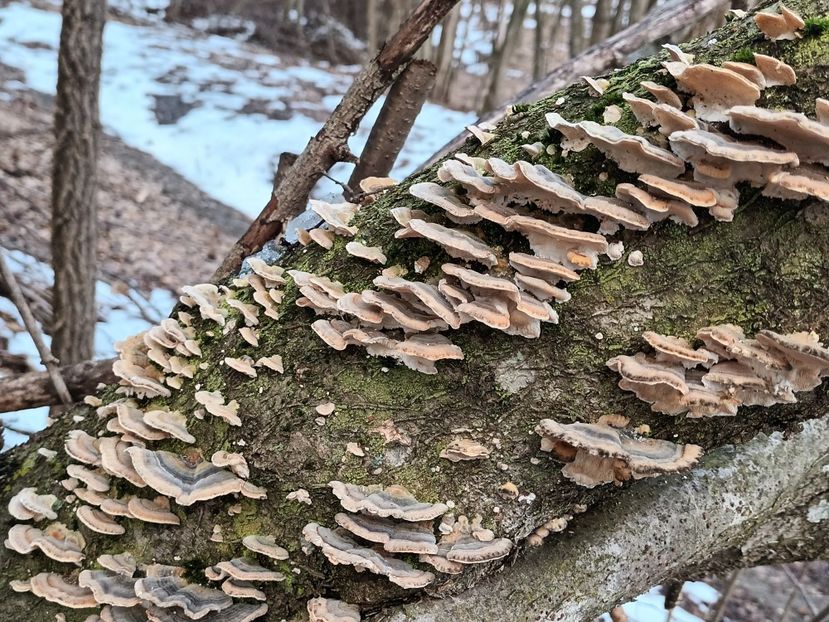  - Frumusețea pădurii în orice anotimp