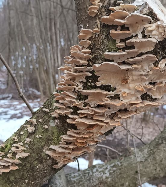  - Frumusețea pădurii în orice anotimp