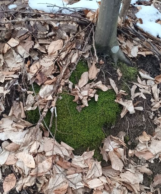  - Frumusețea pădurii în orice anotimp