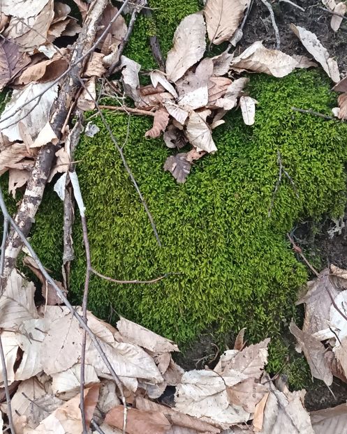 Eu vad o inimioara si este pentru Naty!❤️ - Frumusețea pădurii în orice anotimp