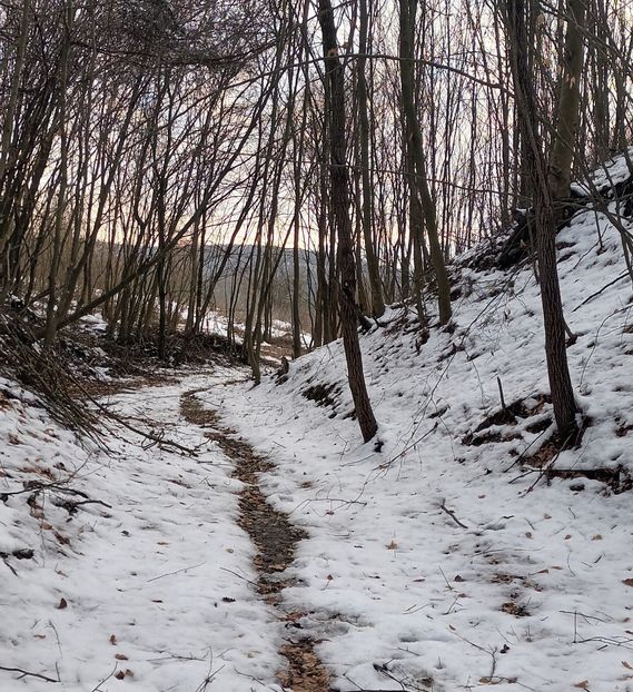  - Frumusețea pădurii în orice anotimp