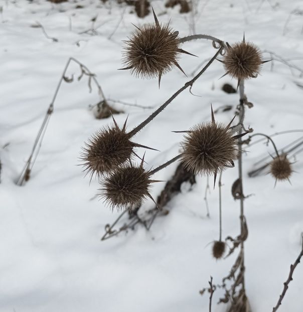  - Frumusețea pădurii în orice anotimp