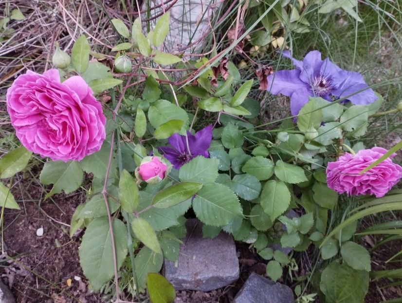  - Clematite și altele