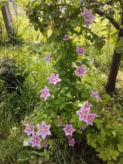 Piilu - Clematite și altele
