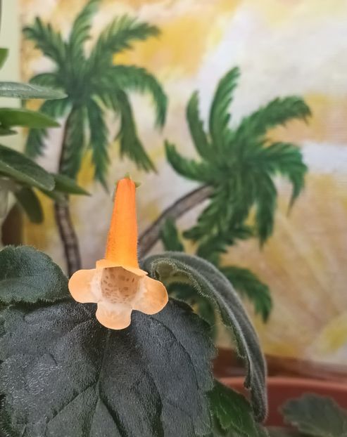 Daca a inflorit de ziua ta - A mea frumoasă Natalia