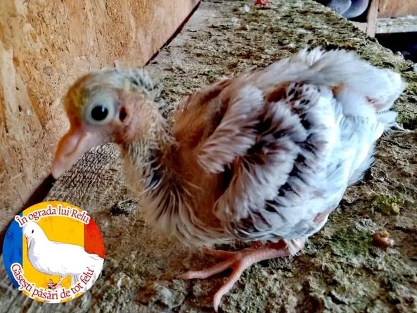  - Pui de porumbei capucin 2022