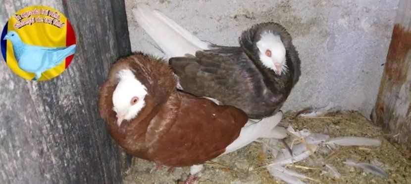 Roșu cenușiu + Brun - Matca de porumbei capucini 2022