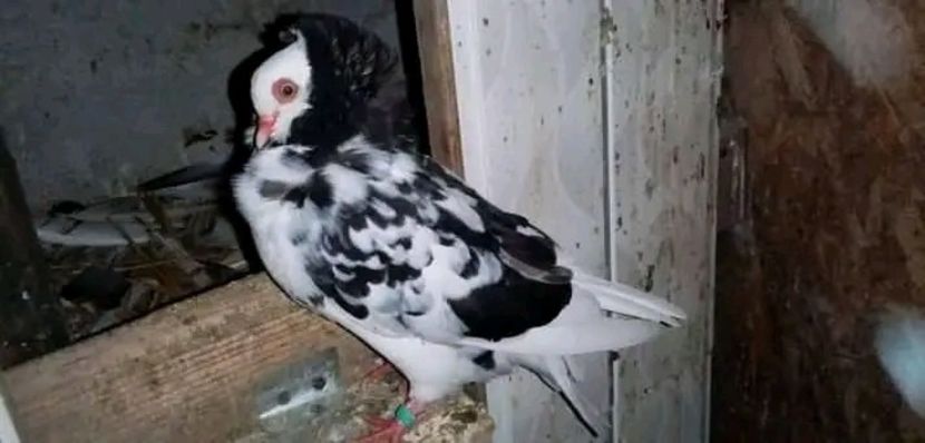 Femelă Tiger Grizzle Spread - Pui de porumbei capucini 2021