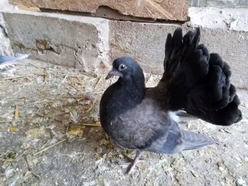  - Pui de porumbei voltați 2021