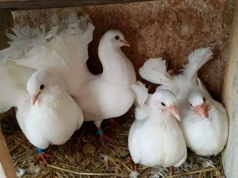  - Pui de porumbei voltați 2021