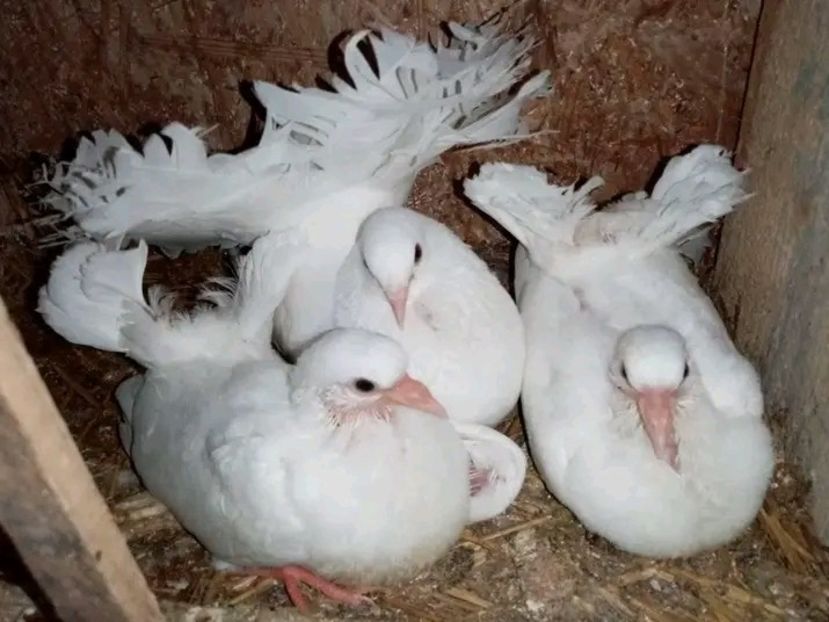  - Pui de porumbei voltați 2021