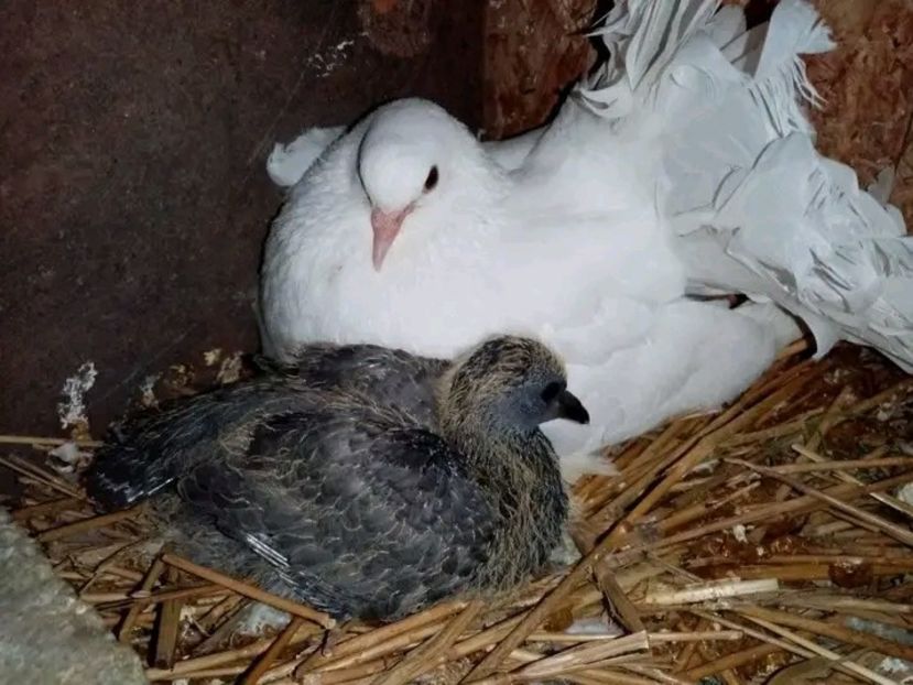  - Pui de porumbei voltați 2021