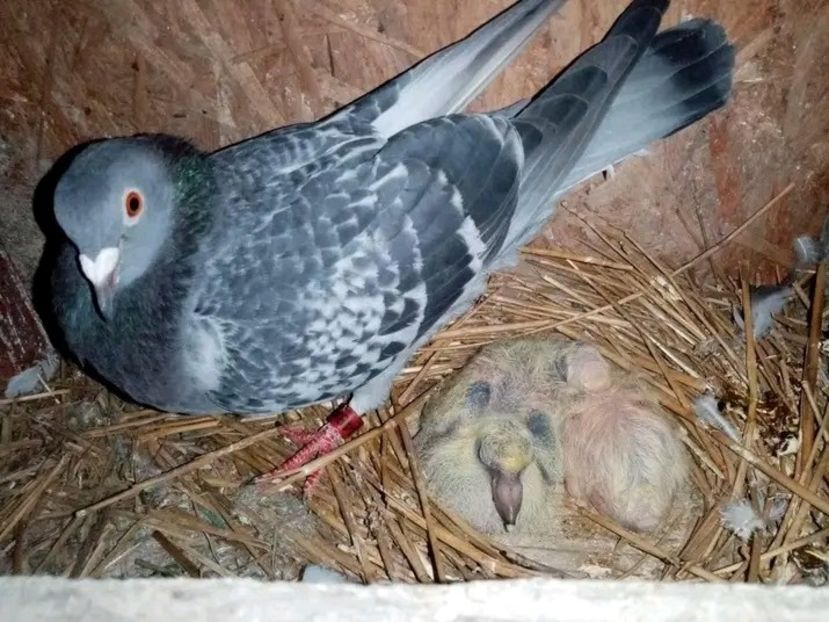  - Pui de porumbei voiajori 2021