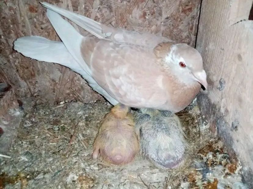  - Pui de porumbei voiajori 2021