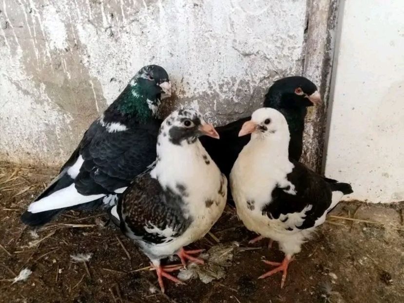  - Pui de porumbei americani 2021