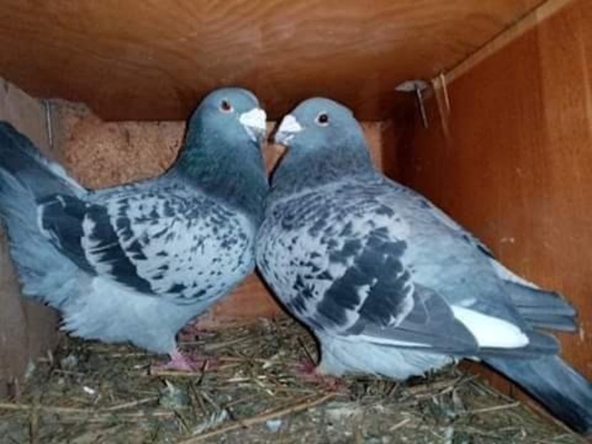 received_166193541941066 - Matca de porumbei standard 2021