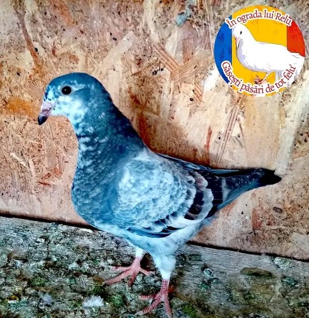  - Pui de porumbei standard 2022