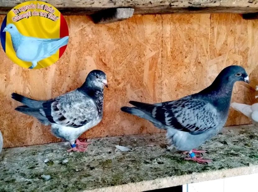  - Pui de porumbei standard 2022