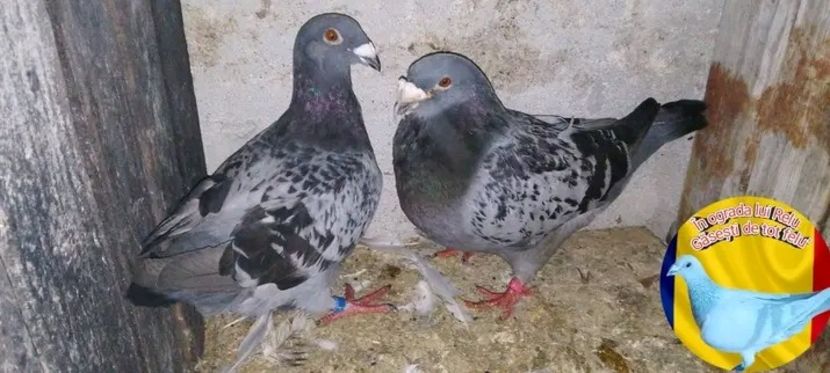  - Pui de porumbei standard 2022