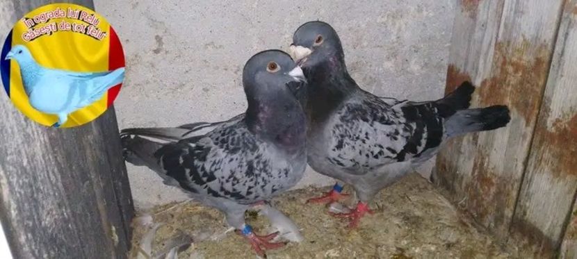  - Pui de porumbei standard 2022